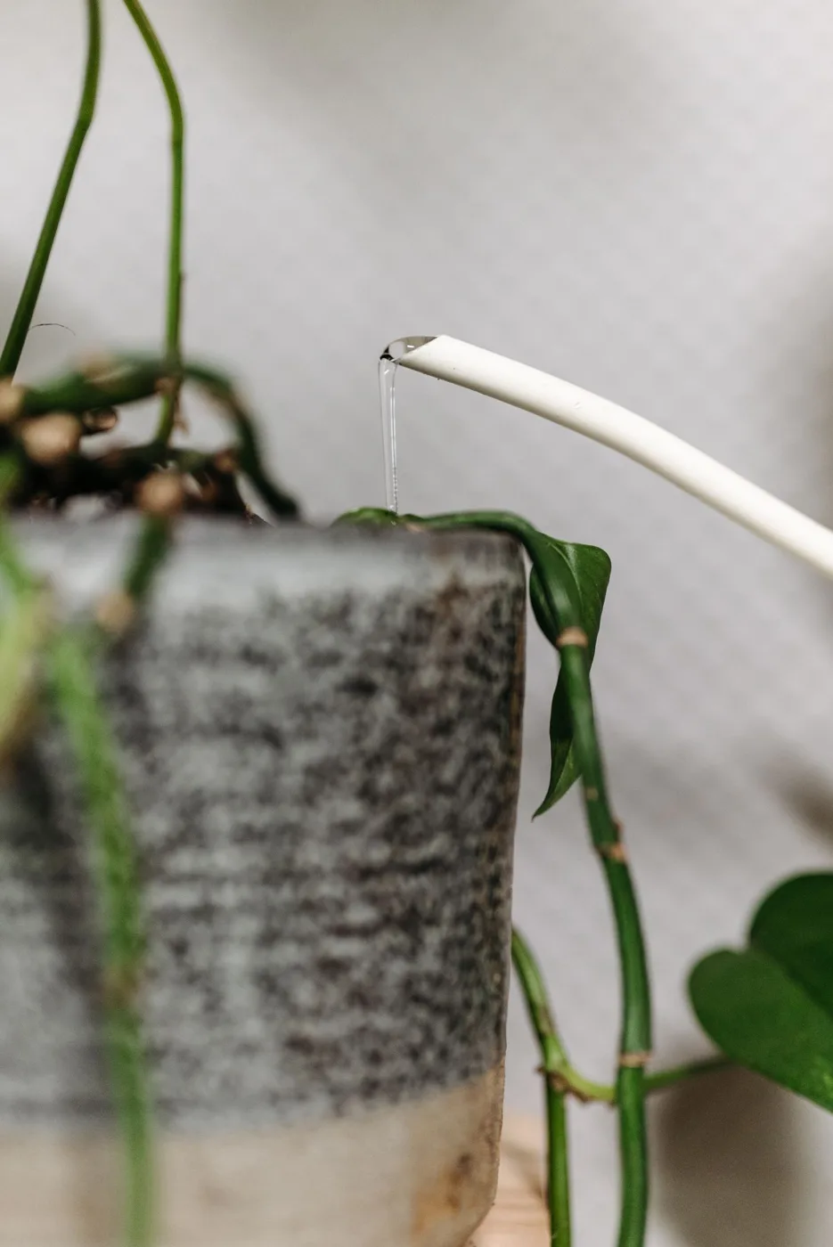 A Water Pouring on the Potted Plant